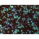 PHOSPHORESCENT FRAGMENTS   1Kg - 25Kg